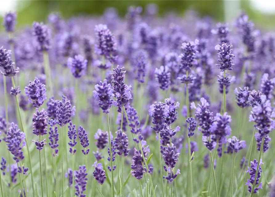 Lavandula angustifolia Hidcote