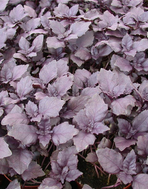Ocimum basilicum Rot