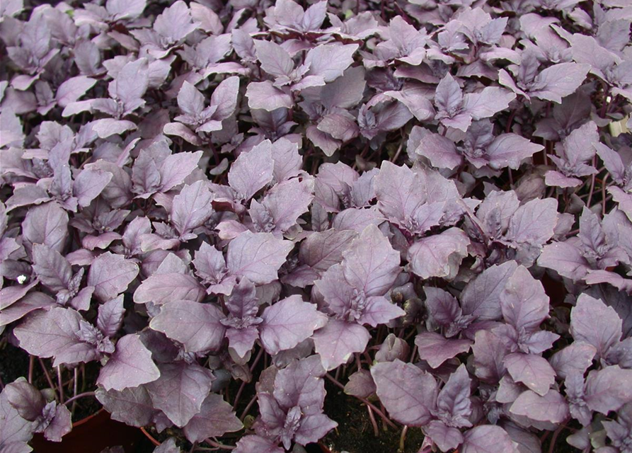 Ocimum basilicum Rot