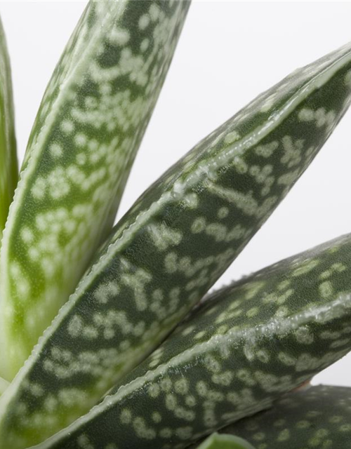 Aloe Mix