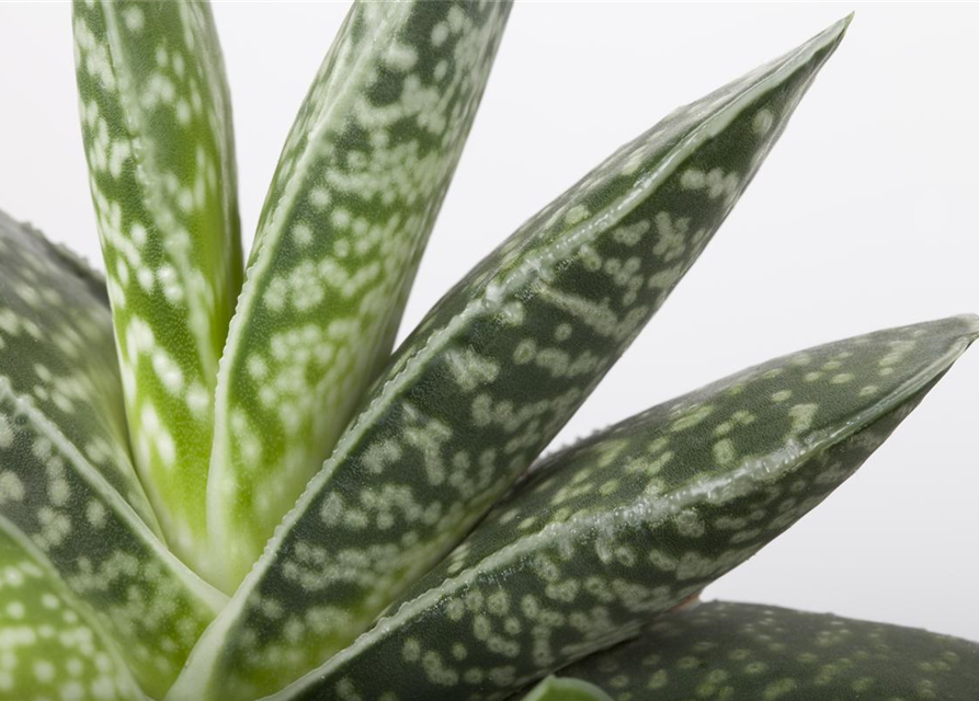 Aloe Mix