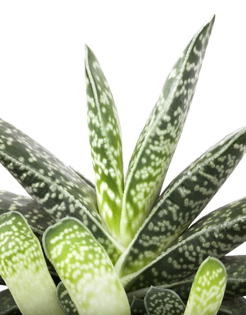 Aloe Mix