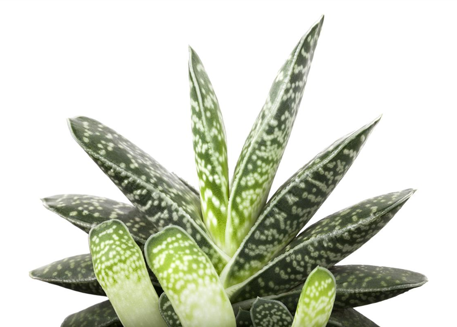Aloe Mix