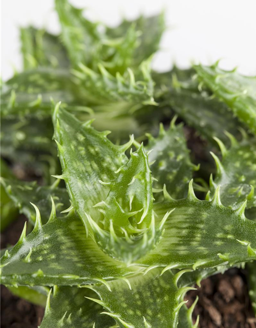 Aloe Mix