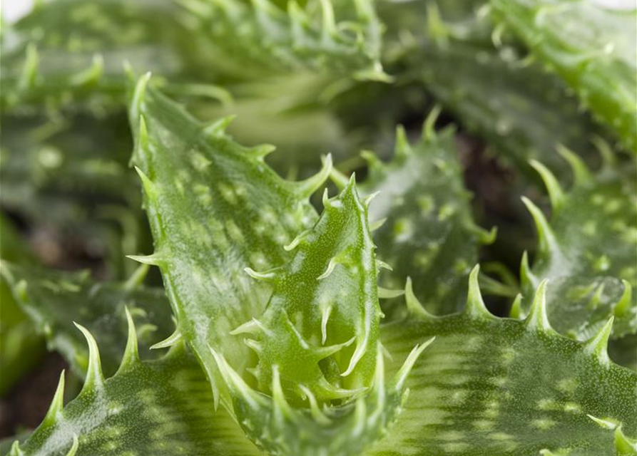 Aloe Mix