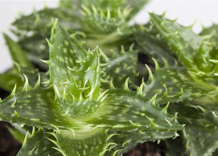 Aloe Mix
