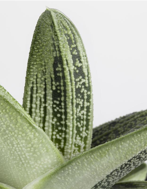 Aloe Mix