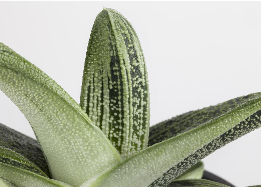 Aloe Mix