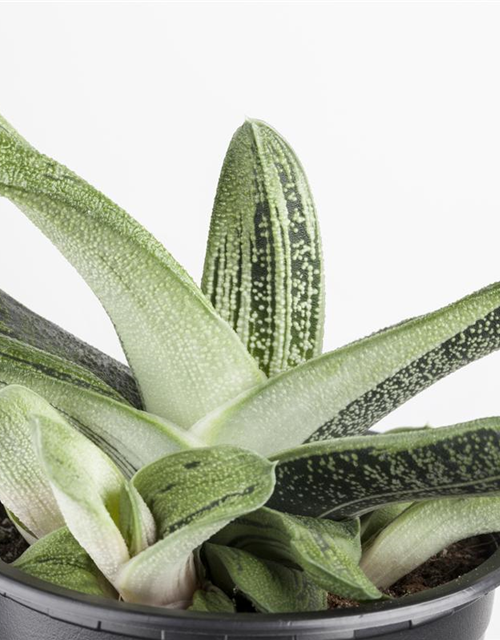 Aloe Mix