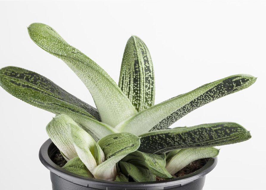 Aloe Mix