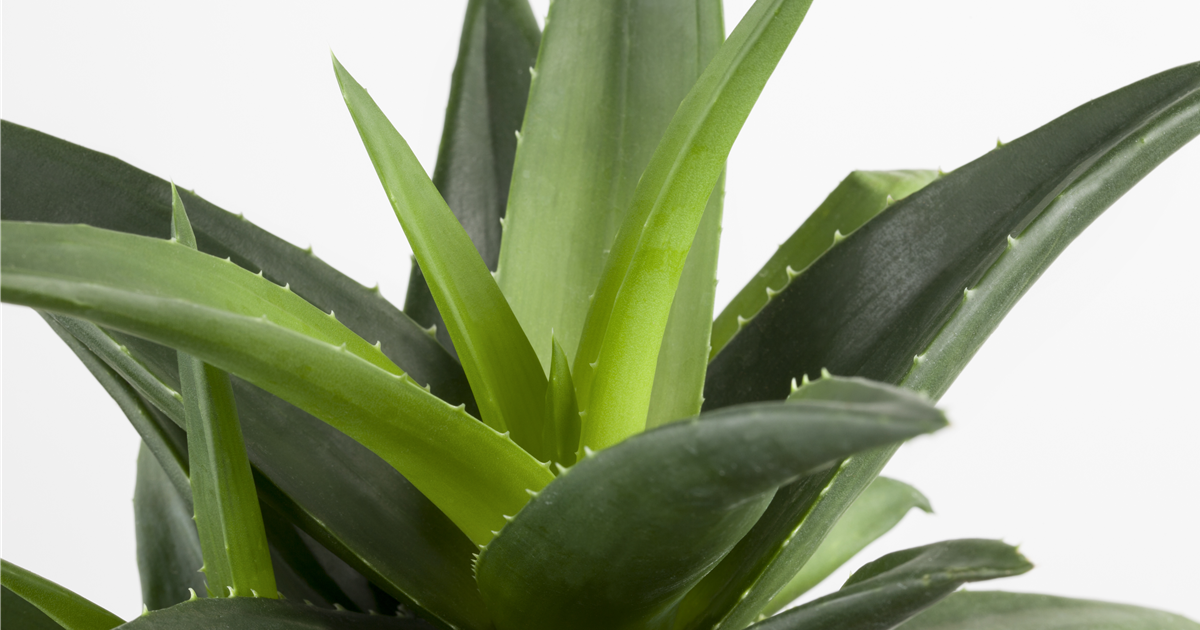 aloe vera gegen juckreiz Aloe Vera Gel Aloe Vera Gel von Bionoble. Jislaine.de