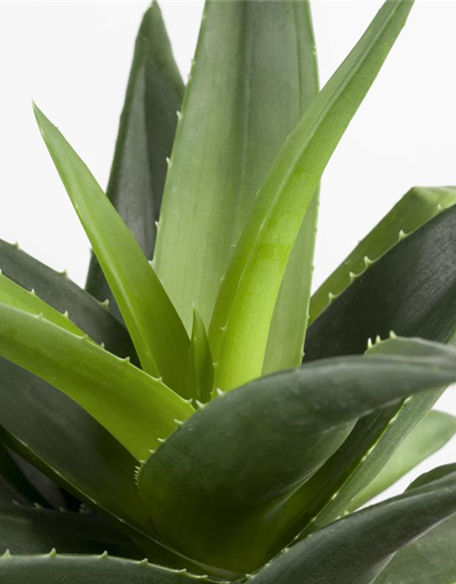 Aloe aristata