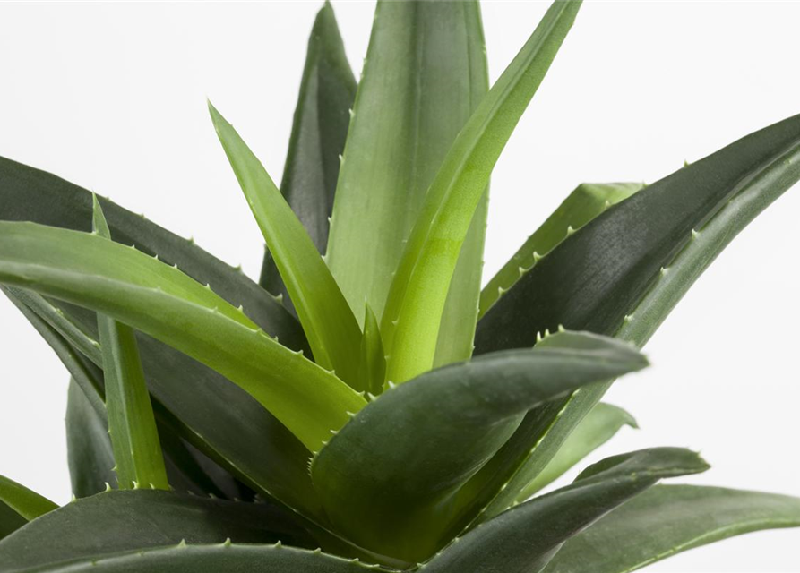Aloe aristata