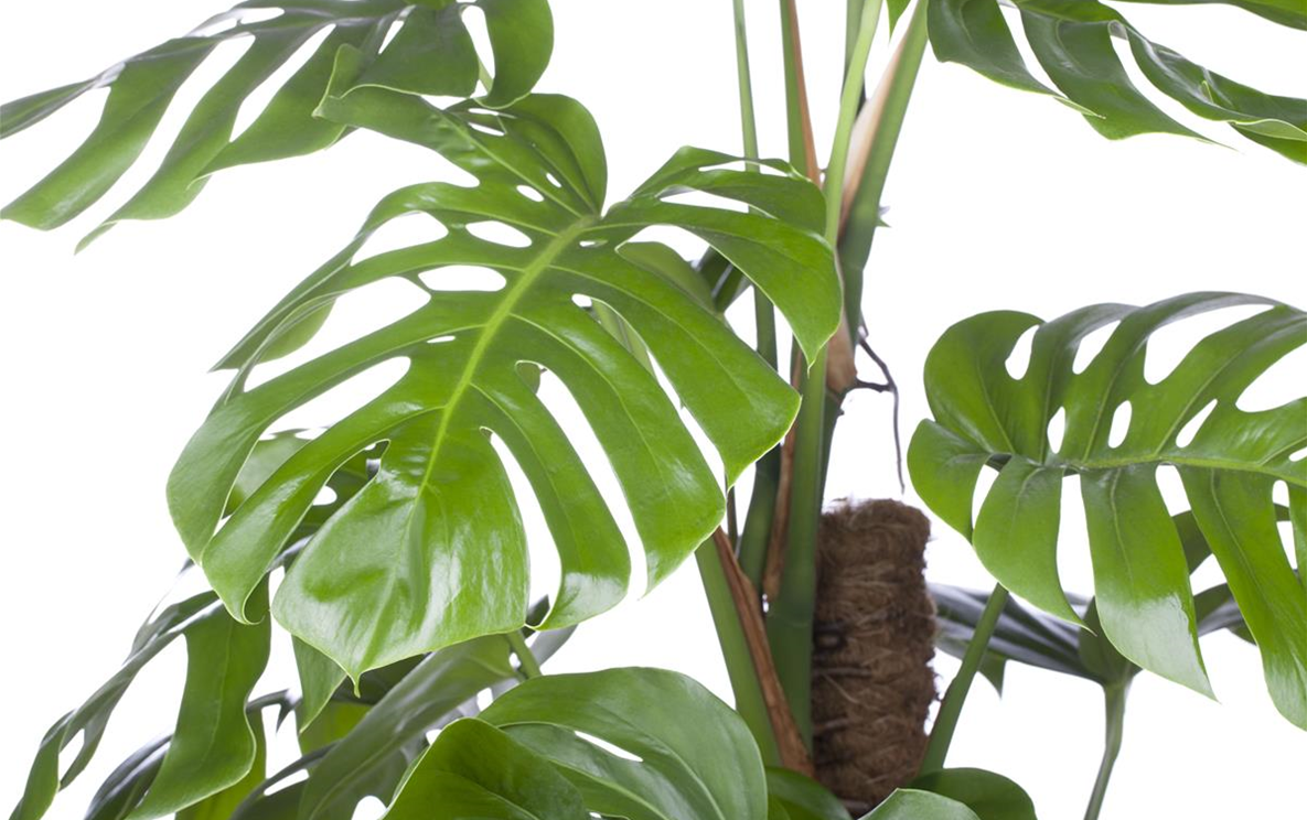 Monstera pertusum