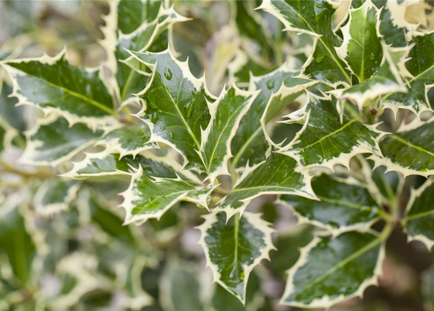 Ilex aquifolium Argentea Marginata