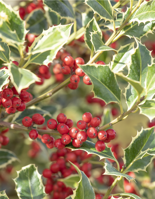 Ilex aquifolium Argentea Marginata