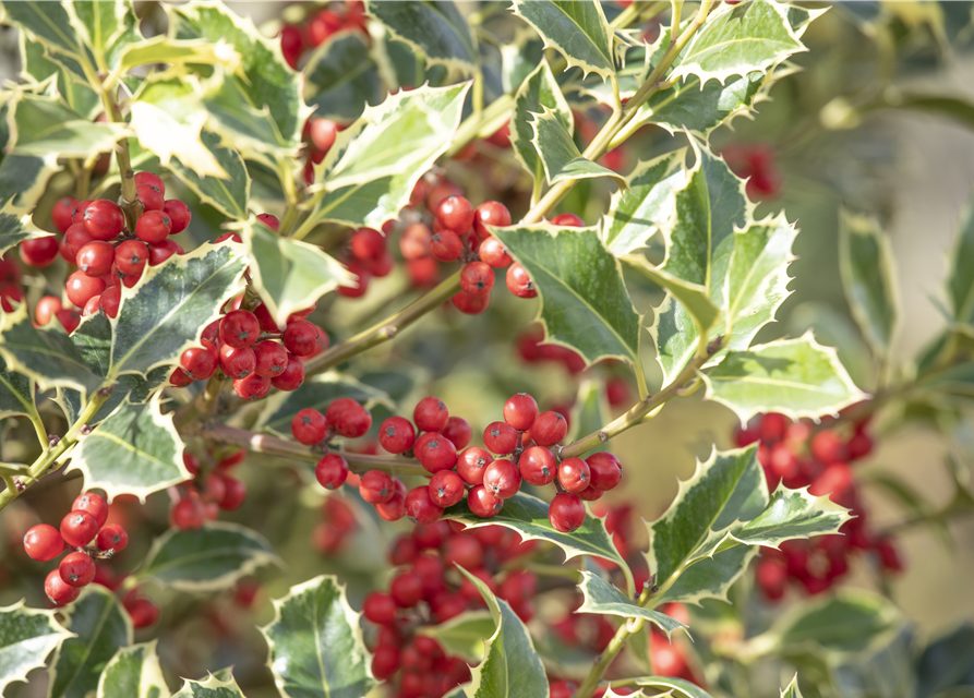 Ilex aquifolium Argentea Marginata