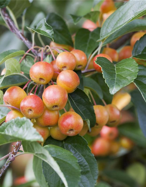 Malus dom.