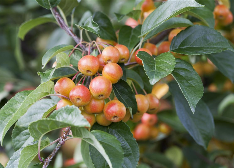 Malus dom.