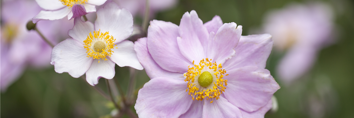 Anemone tomentosa 'Septemberglanz'
