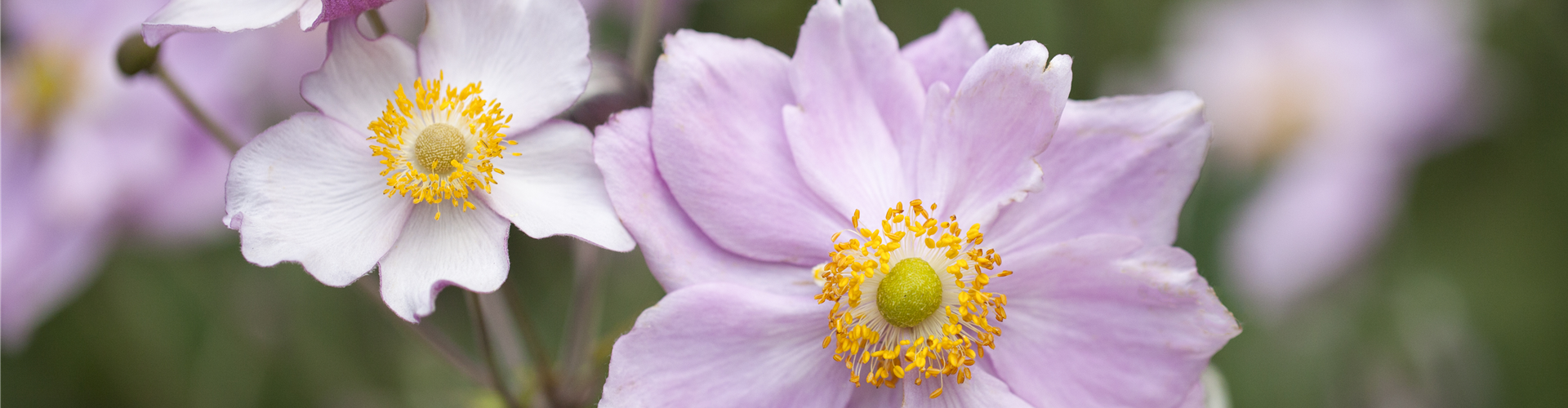 Anemone tomentosa 'Septemberglanz'
