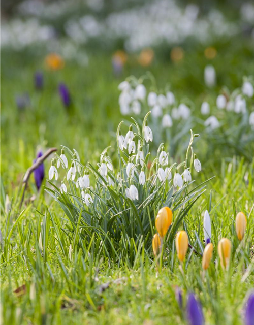 Galanthus woronowii x10 7/+