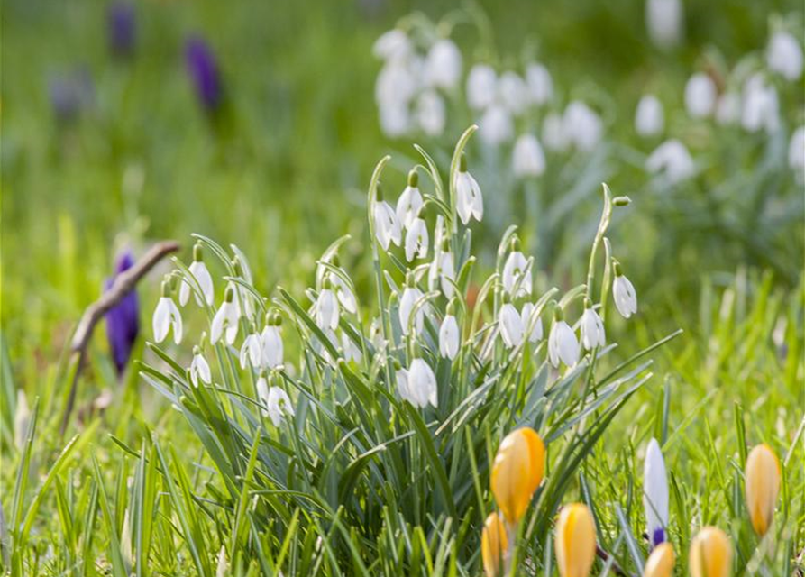 Galanthus woronowii x10 7/+