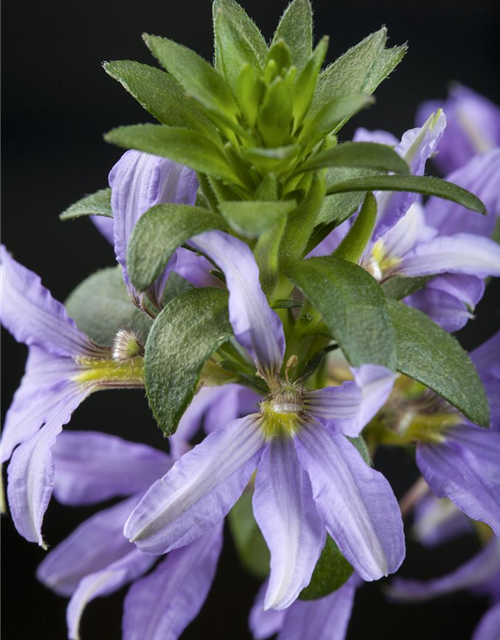 Scaevola