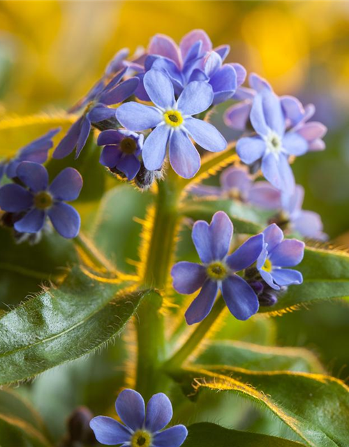 Myosotis