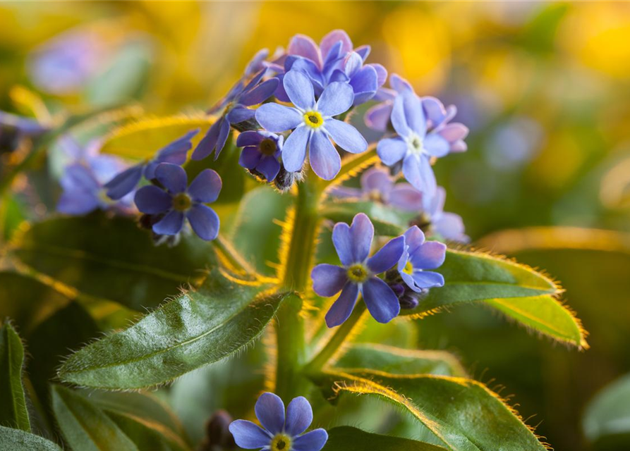Myosotis