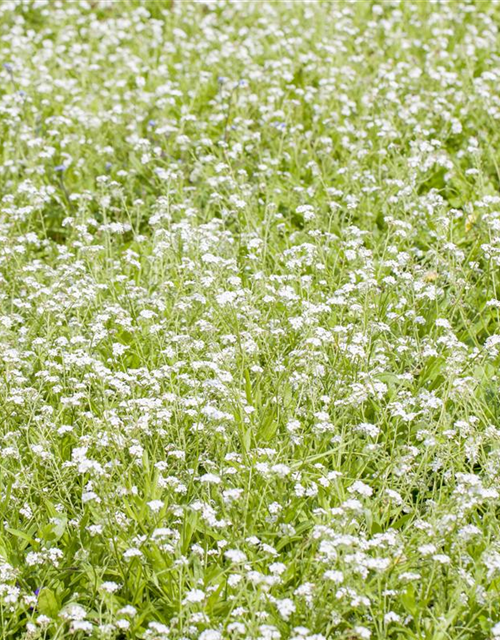 Myosotis