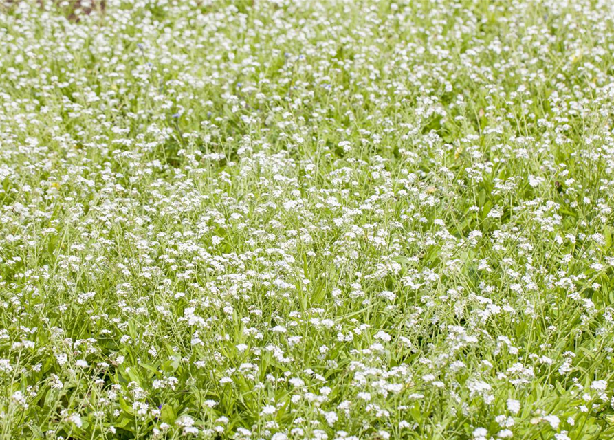 Myosotis