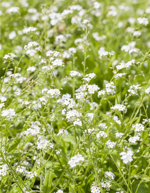 Myosotis