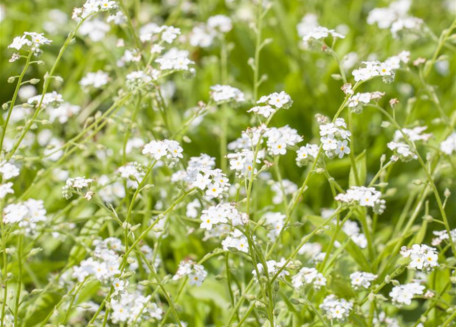 Myosotis