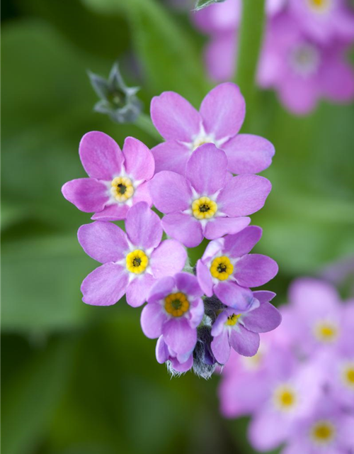 Myosotis