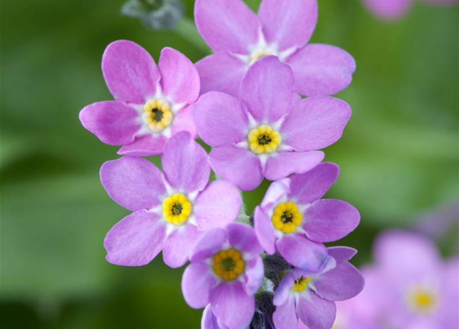 Myosotis