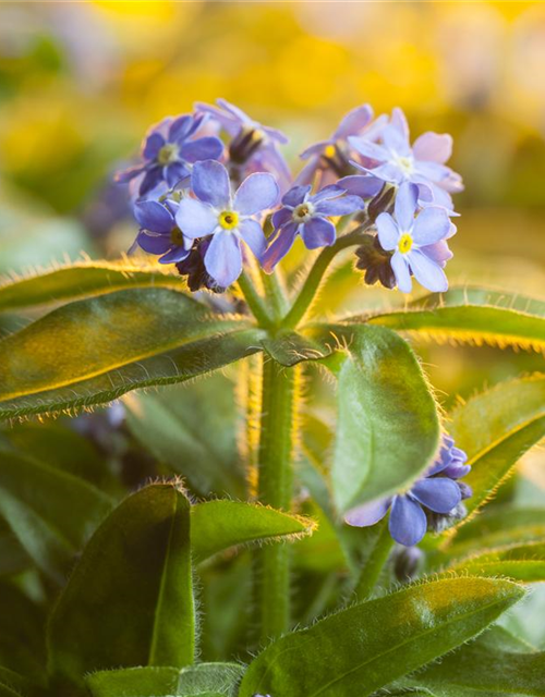 Myosotis