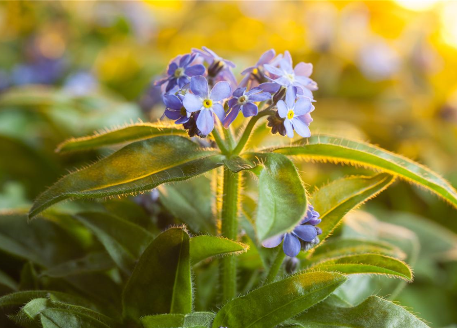 Myosotis