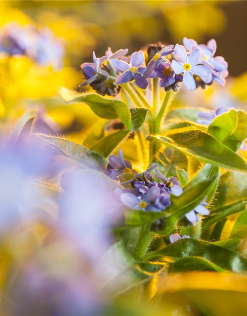 Myosotis