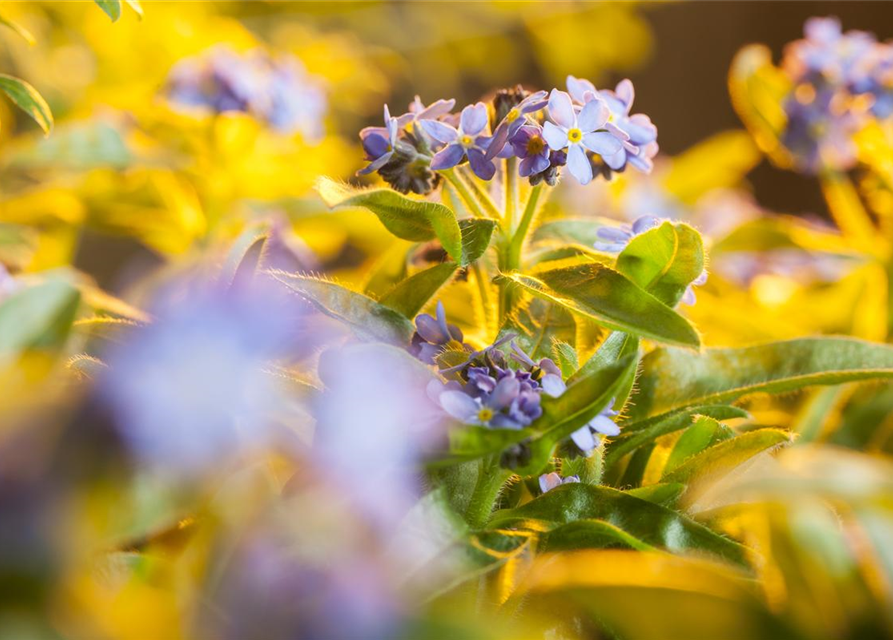 Myosotis