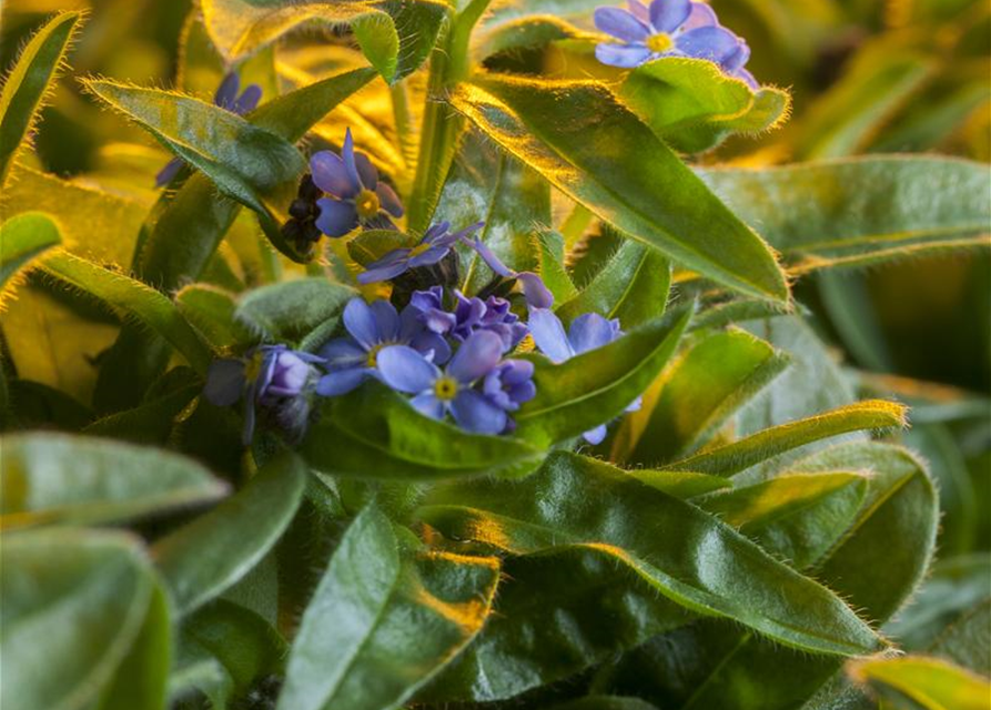 Myosotis