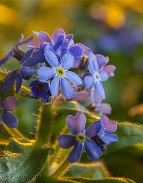 Myosotis