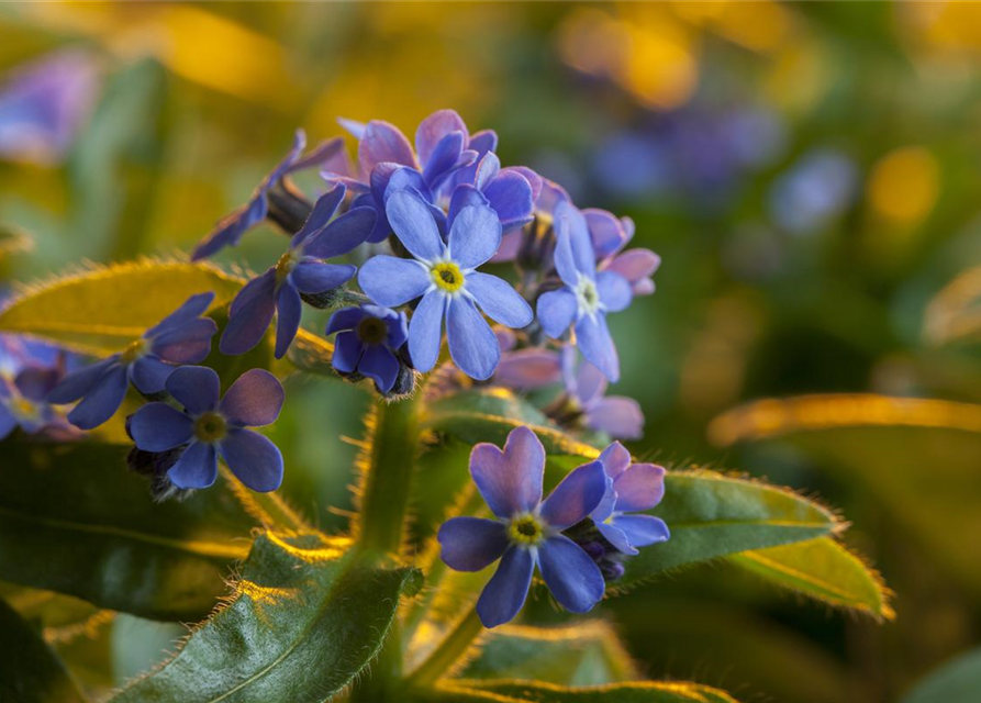 Myosotis
