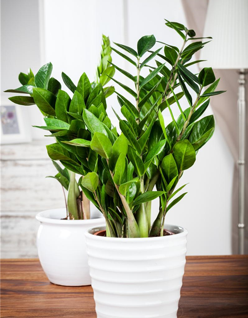 Zamioculcas zamiifolia Dowon