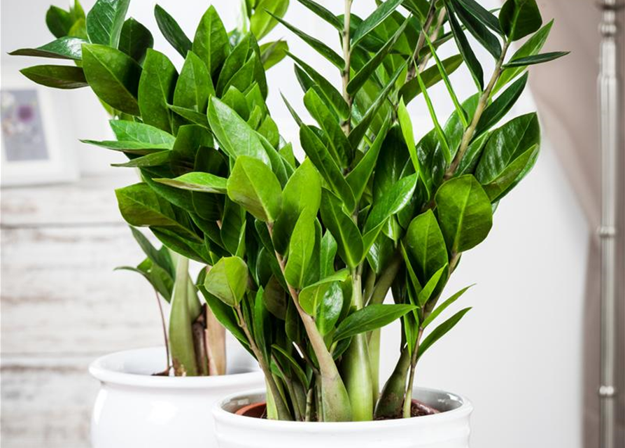 Zamioculcas zamiifolia Dowon
