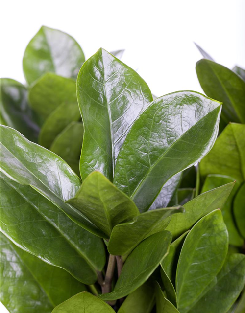 Zamioculcas zamiifolia Dowon