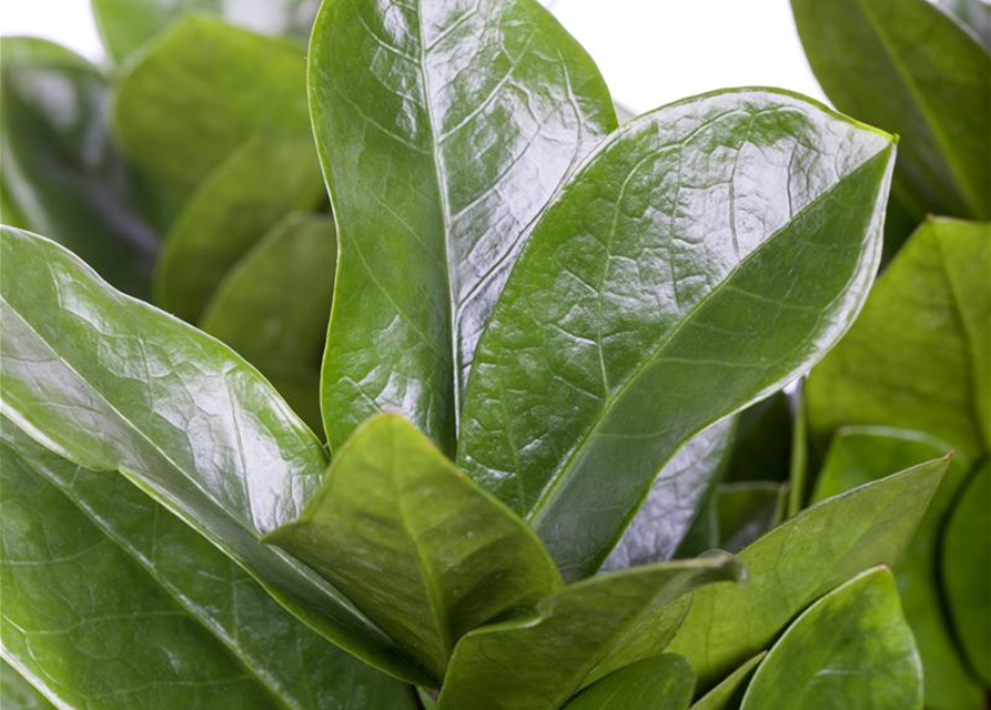 Zamioculcas zamiifolia Dowon