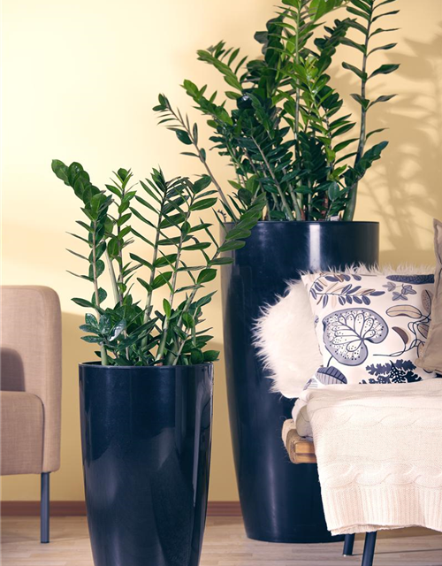 Zamioculcas zamiifolia Dowon