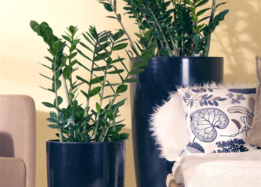 Zamioculcas zamiifolia Dowon