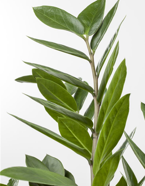 Zamioculcas zamiifolia Dowon